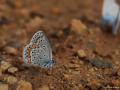 Plebejus sephirus (Balkan Esmergözü)